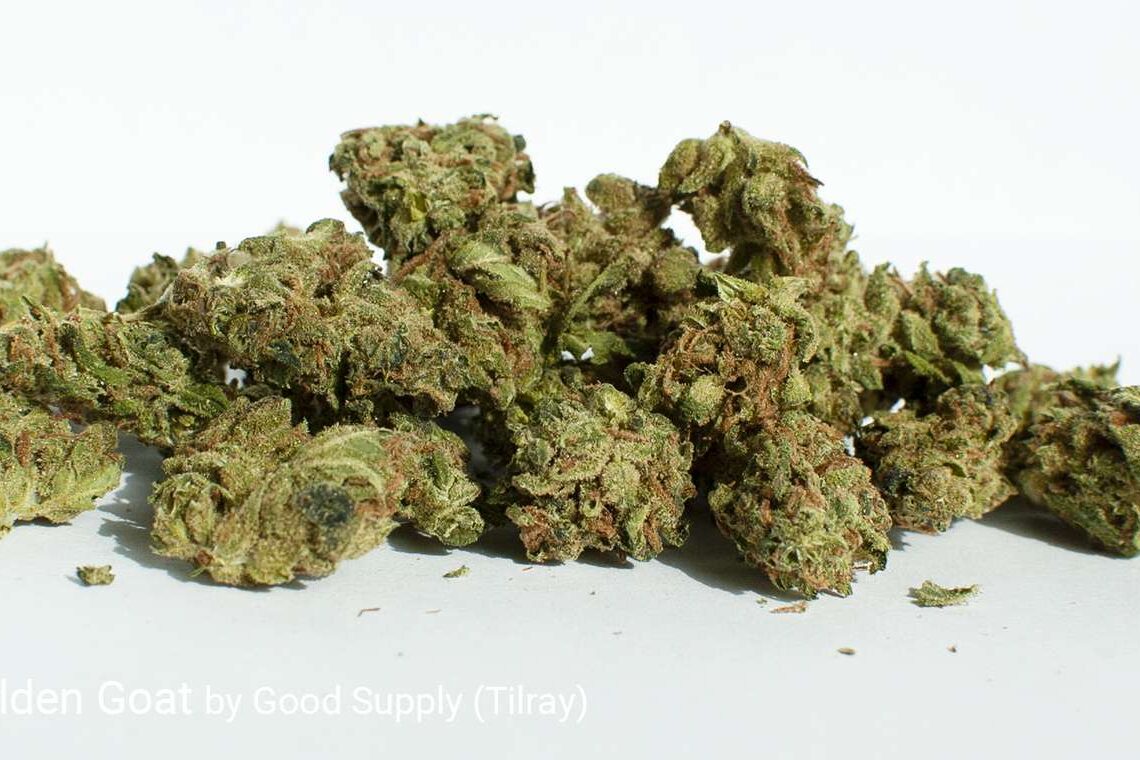 Golden Goat Cannabis Strain: Weed Guide and Review
