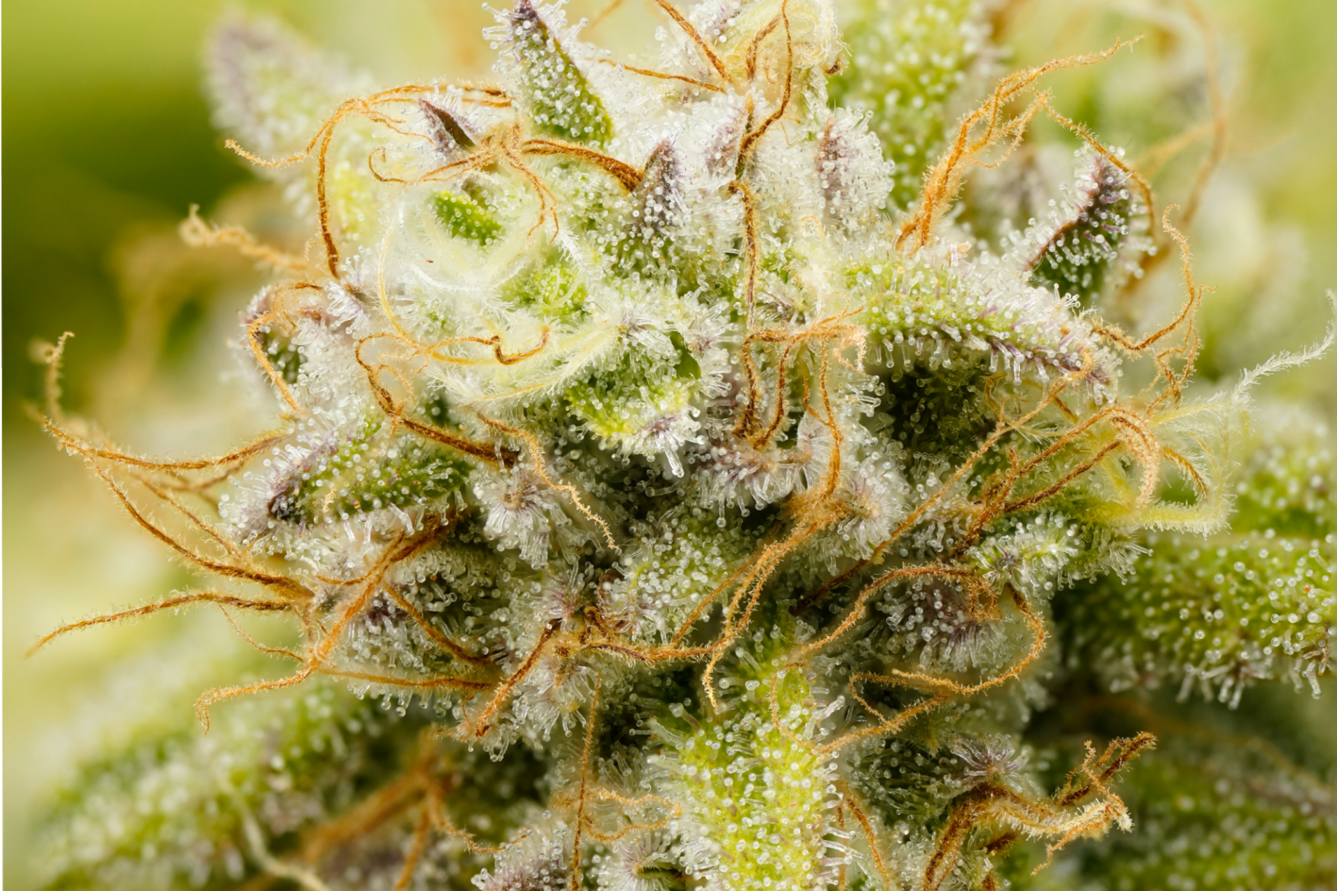Cannabis terpenes Cannabis contains more than 150 types of terpenes.