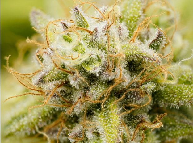 Cannabis contains more than 150 types of terpenes.