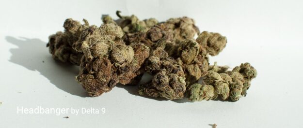 Headbanger Cannabis Strain guide and review