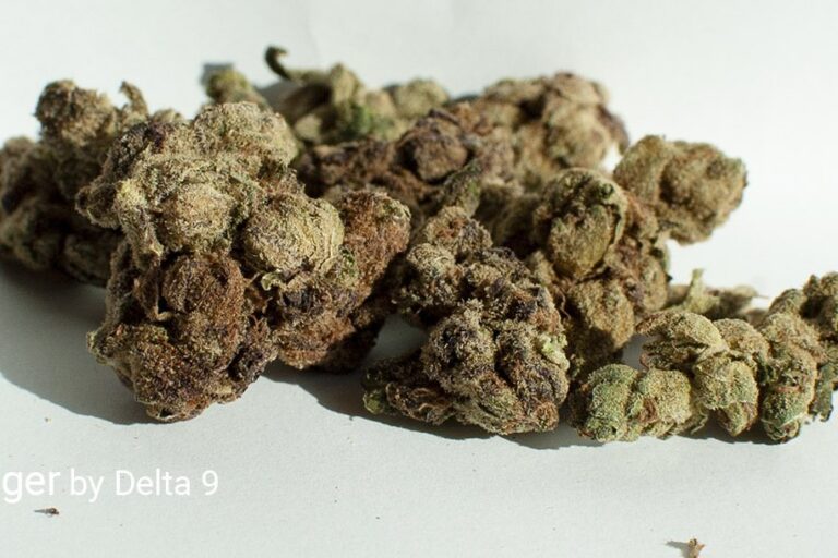 Headbanger Cannabis Strain guide and review