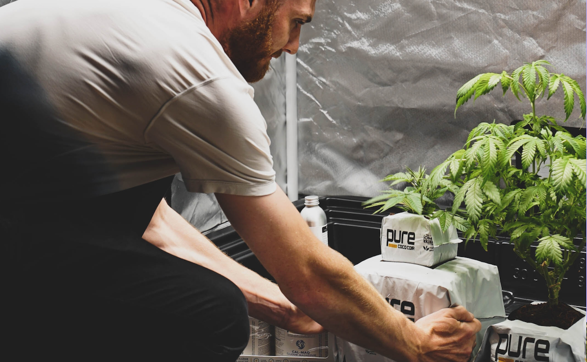 comprehensive guide to growing cannabis