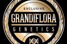 Blue 16 Cannabis Strain Blue 16 Cannabis Strain