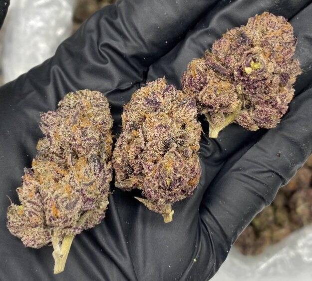 Purple Nerds Marijuana Strain