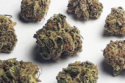 sunset sherbet strain