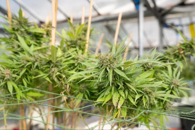 basement grow room design basement grow room design