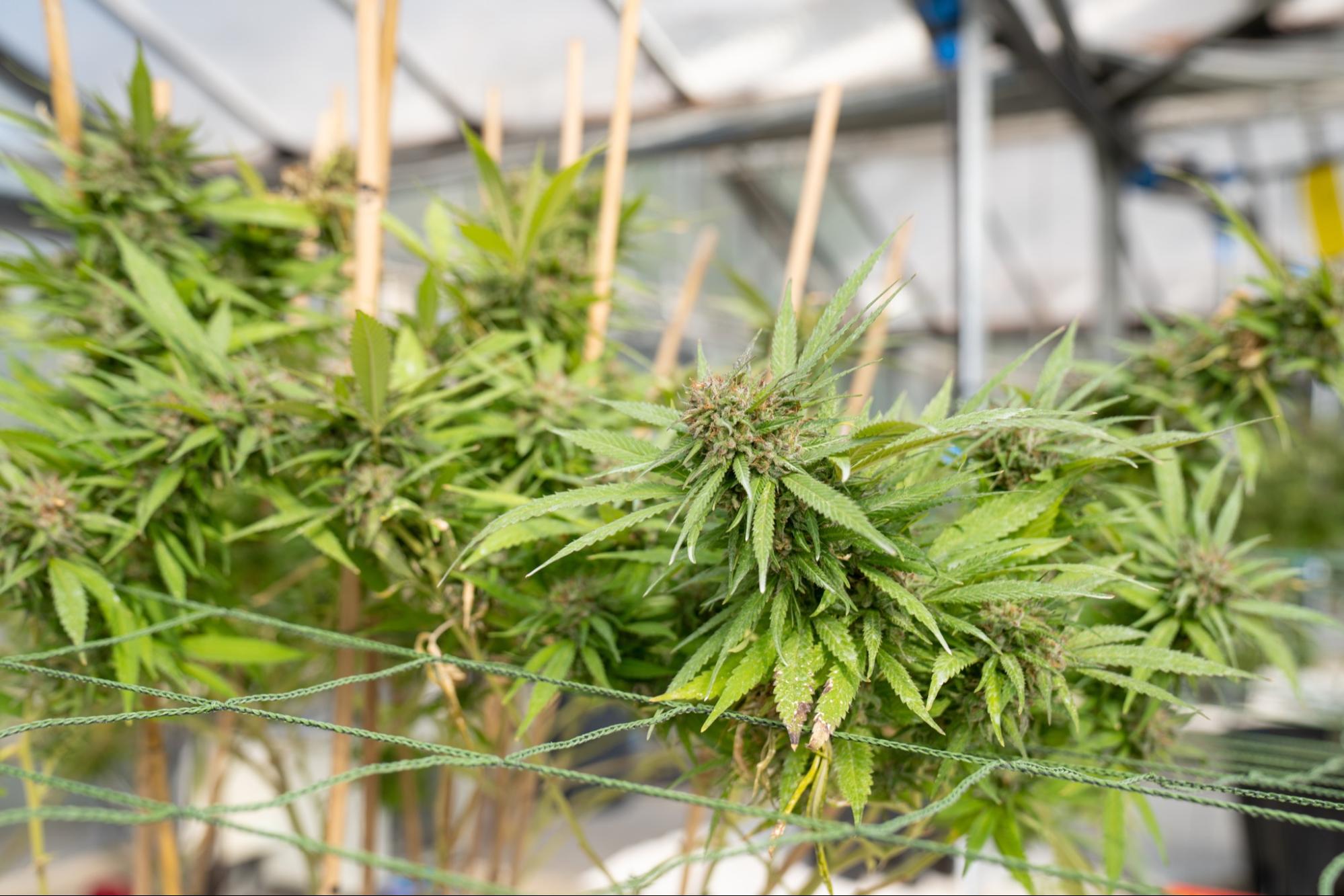 basement grow room design basement grow room design