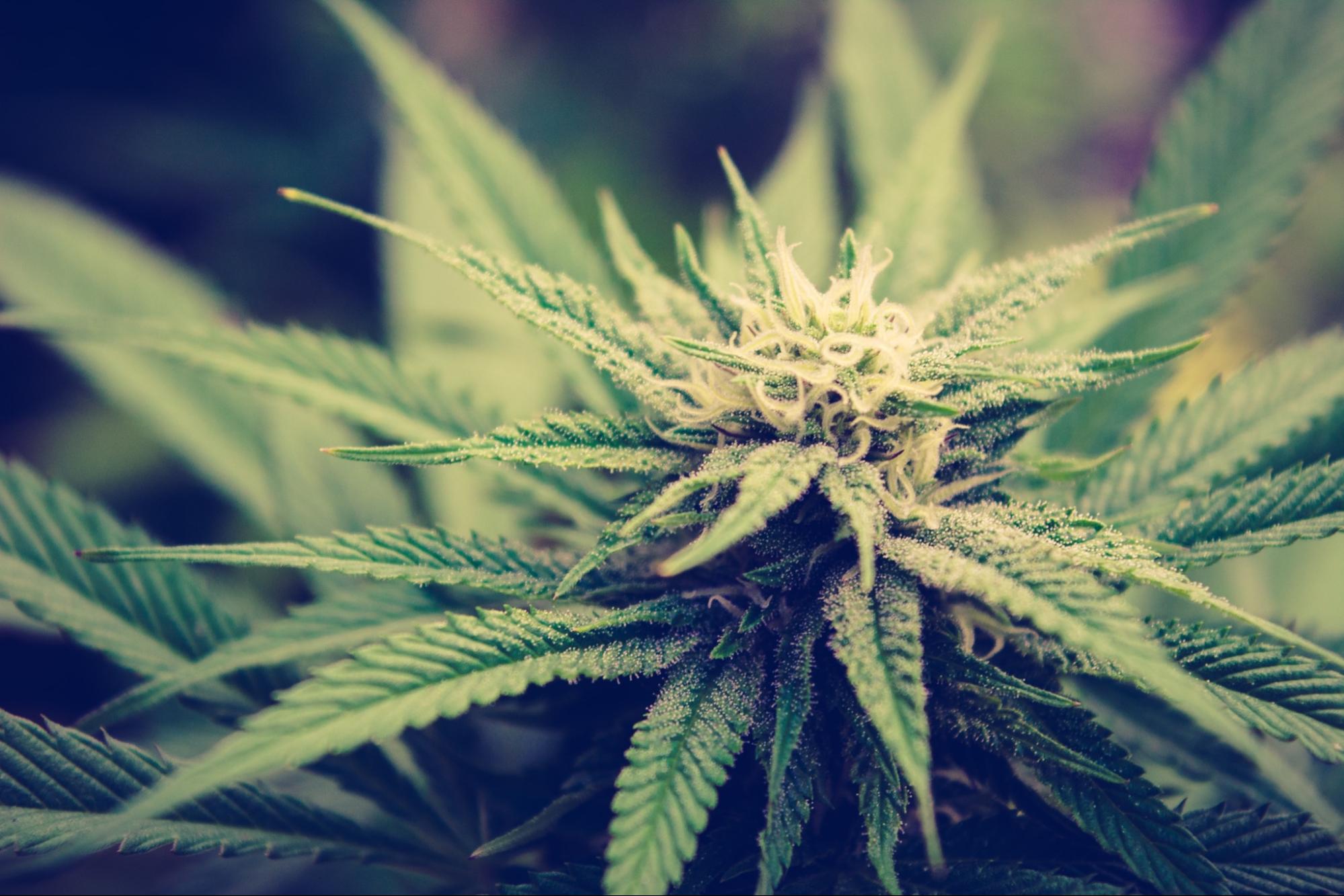 cluster funk strain