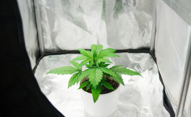 best strains to grow indoors