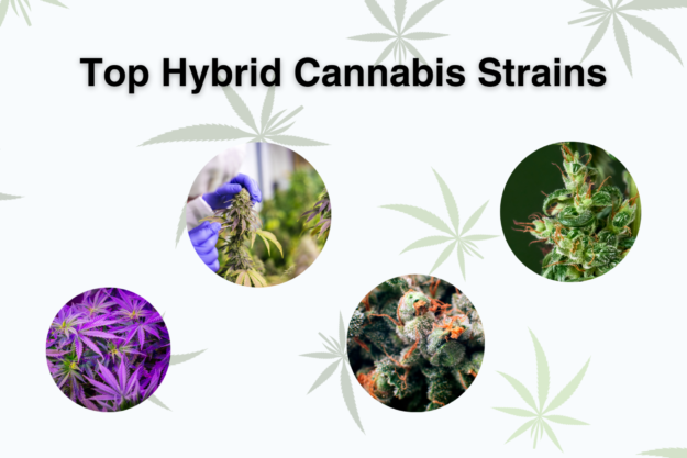 best hybrid strains