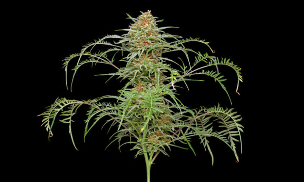 freakshow cannabis strain