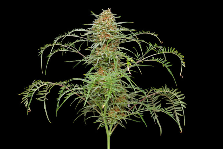 freakshow cannabis strain
