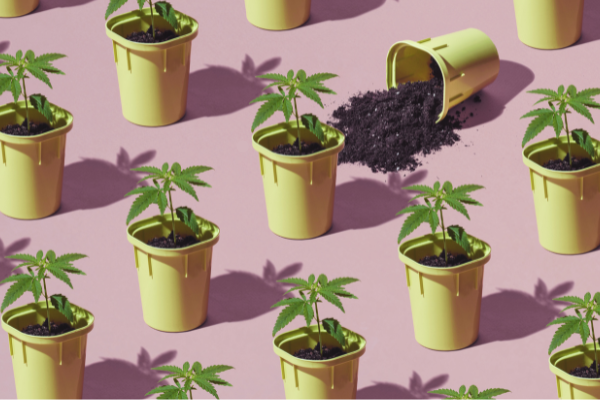 untitled-design-73 growing autoflowers outdoors