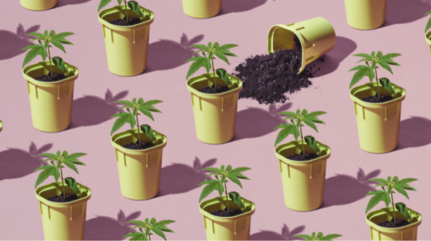 untitled-design-73 growing autoflowers outdoors