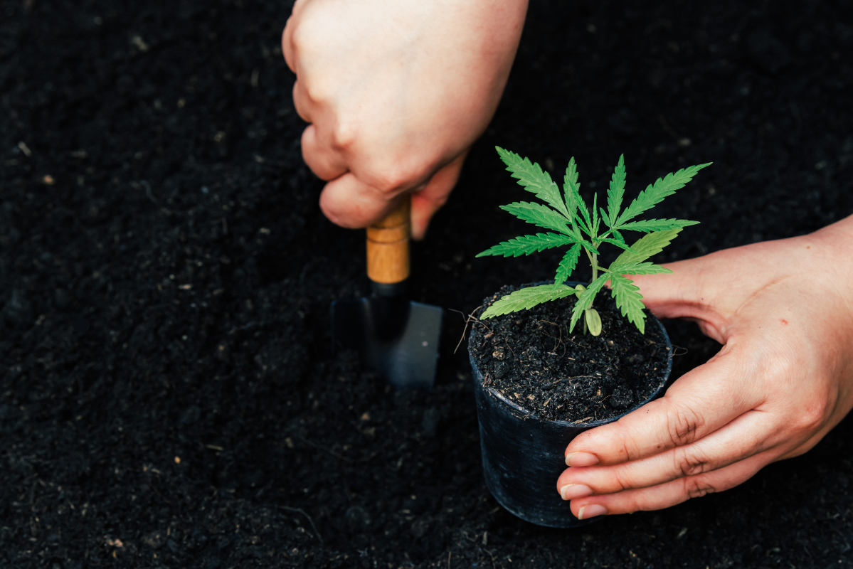 untitled-design-92 Best fertilizers for growing cannabis