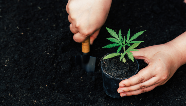 untitled-design-92 Best fertilizers for growing cannabis