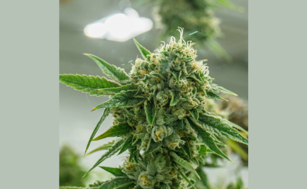 untitled-design-97 What does weed look like